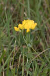 Bird's-foot trefoil